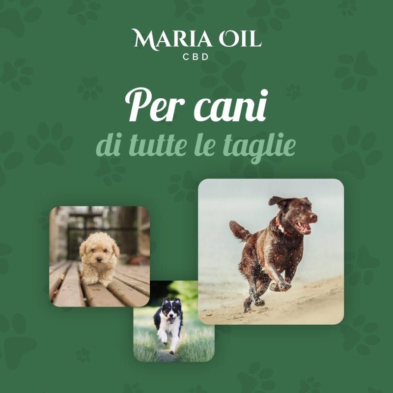CBD Oil 5% for Dogs - Image 5