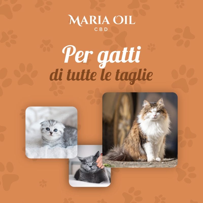 CBD Oil 5% for Cats - Image 5