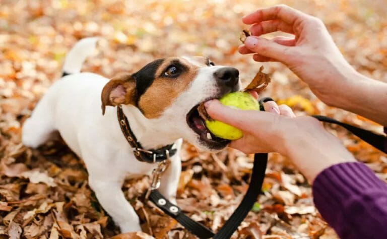 miglior olio di cbd per cani